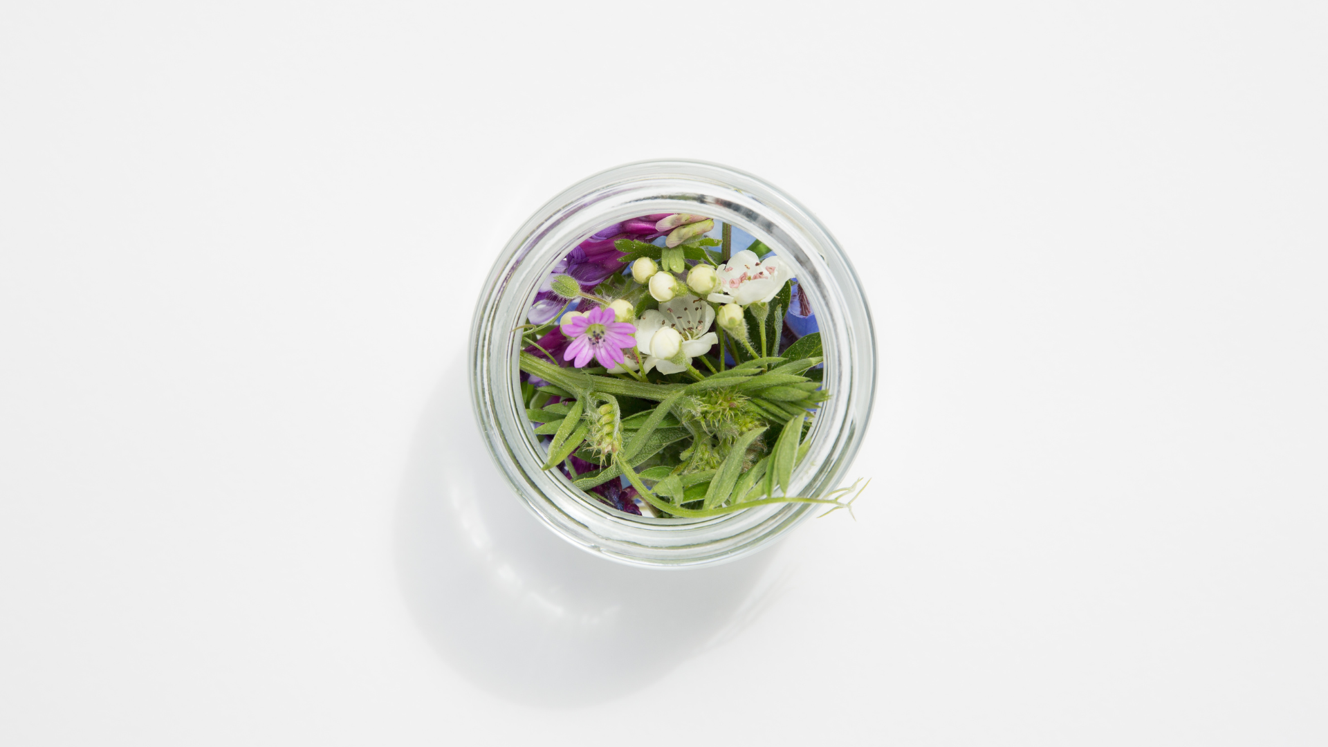 Plantes sauvages vs plantes cultivées : pourquoi ça change en cosmétique