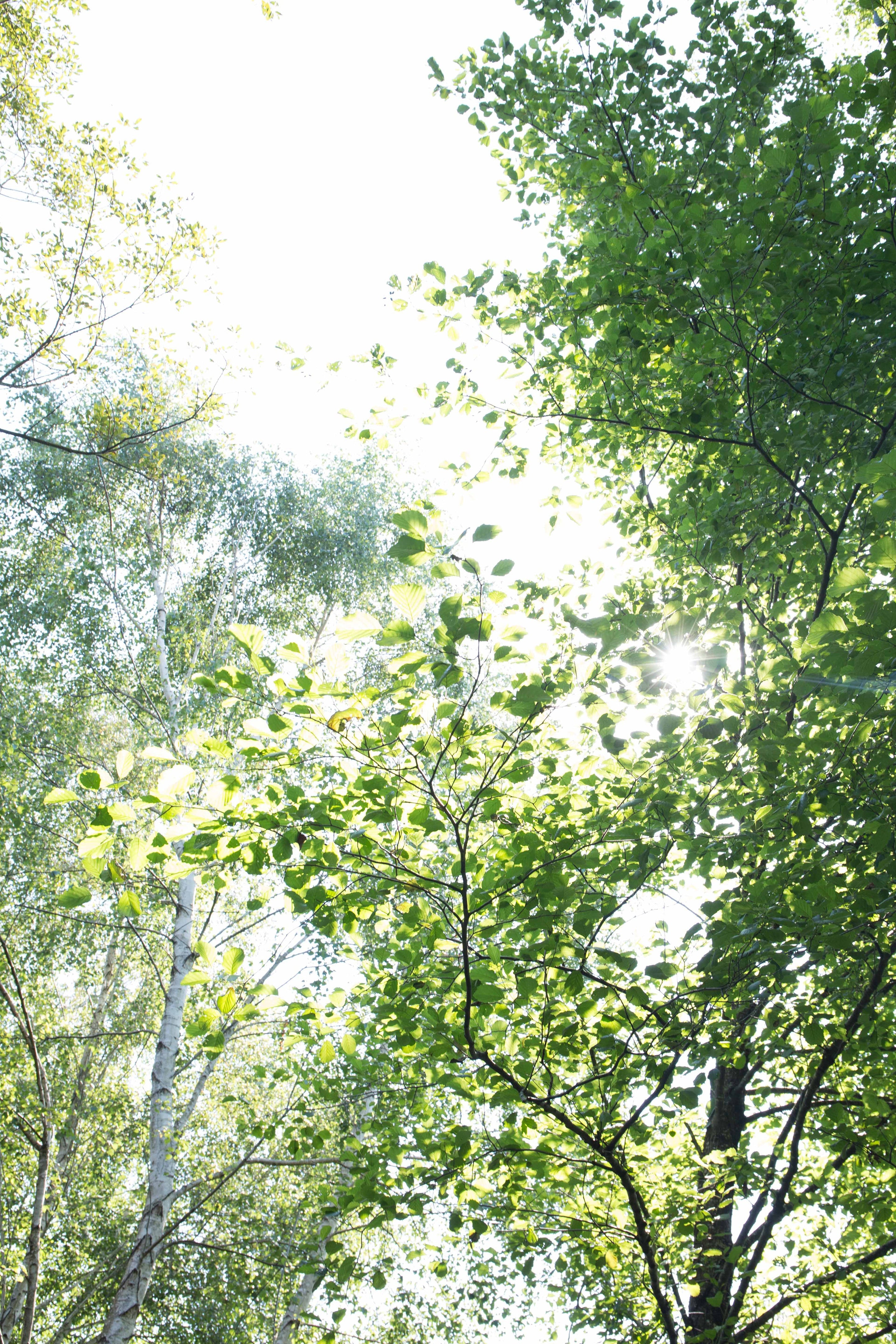 Uyen, portrait d'une cueilleuse engagée